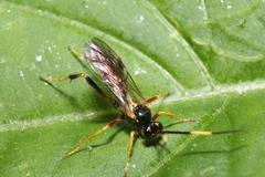 Polytribax contiguus