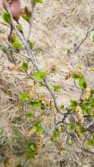 Betula glandulosa