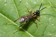 Polytribax contiguus