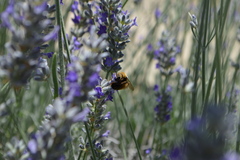 Svastra obliqua expurgata