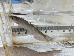 Mylocheilus caurinus