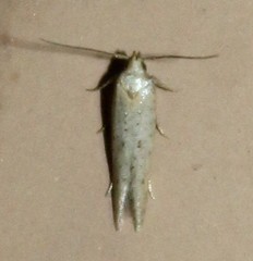 Obithome punctiferella