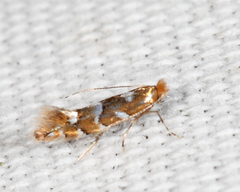 Phyllonorycter auronitens