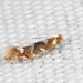 Phyllonorycter auronitens - Photo (c) Tom Murray, some rights reserved (CC BY-NC), uploaded by Tom Murray