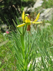 Lilium pyrenaicum
