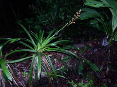 Guzmania altsonii