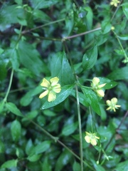 Lysimachia radicans