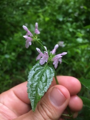 Stachys tenuifolia