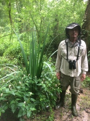 Iris giganticaerulea