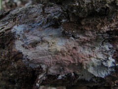 Hyphoderma roseocremeum