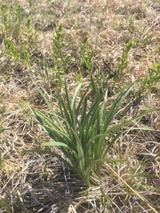 Anticlea elegans glauca
