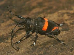 Parachalastinus rubrocinctus