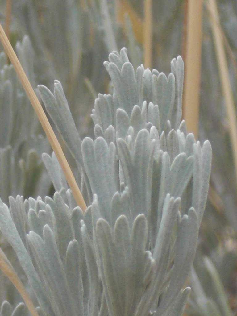 Big sagebrush (ARTR2) (OCTC Flora Guide) · iNaturalist