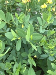 Baptisia sphaerocarpa