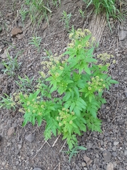 Osmorhiza occidentalis