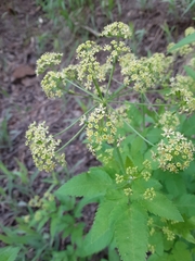 Osmorhiza occidentalis