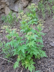 Osmorhiza occidentalis