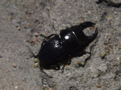 Aegus chelifer chelifer