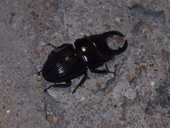 Aegus chelifer chelifer