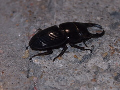 Aegus chelifer chelifer