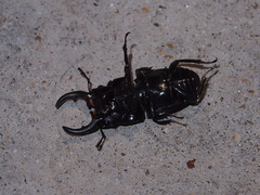 Aegus chelifer chelifer