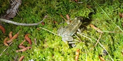 Lithobates virgatipes