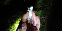 Lithobates virgatipes