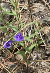 Scutellaria angustifolia