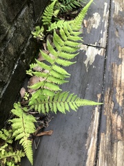 Deparia petersenii