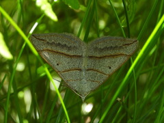 Scotopteryx