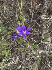 Brodiaea elegans hooveri