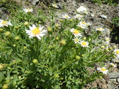 Eucephalus paucicapitatus