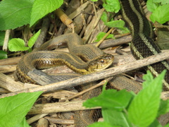 Thamnophis sirtalis