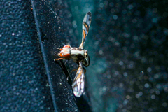 Myennis octopunctata