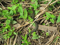 Thamnophis sirtalis