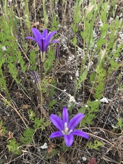 Brodiaea elegans hooveri