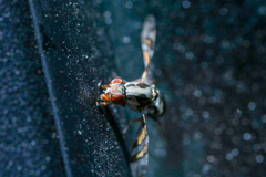 Myennis octopunctata