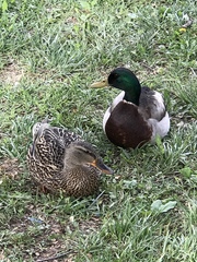 Anas platyrhynchos
