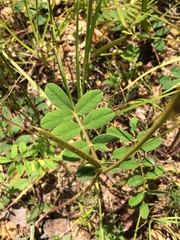 Tephrosia spicata