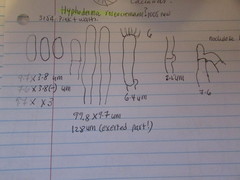 Hyphoderma roseocremeum