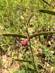 Tephrosia spicata