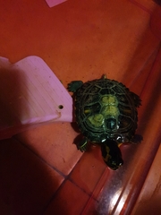 Trachemys scripta