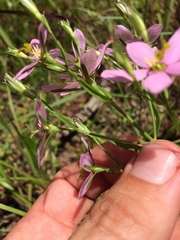 Sabatia brachiata