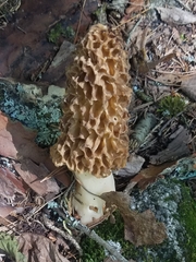 Morchella americana