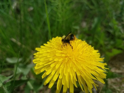 Frigid bumble bee photo 6