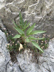 Angelica scabrida