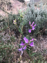 Lathyrus nevadensis