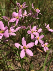 Sabatia brachiata