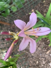 Lycoris squamigera