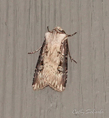 Agrotis obliqua
